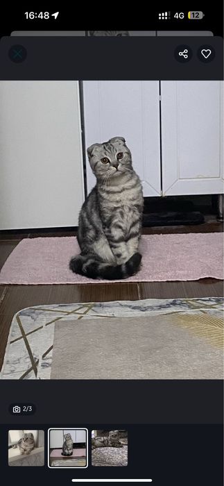 кот для вязки вислоухий