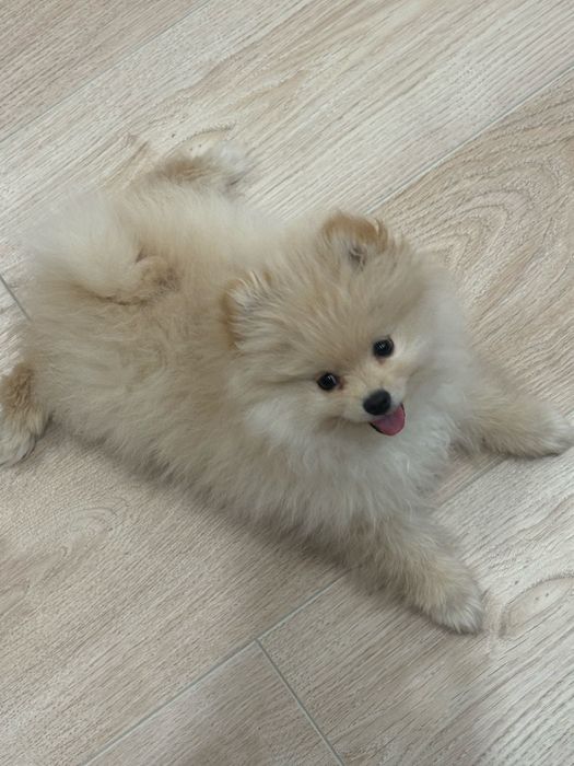 Продам щенка(шпиц-девочка)