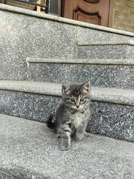 Милый котёнок ищет   дом