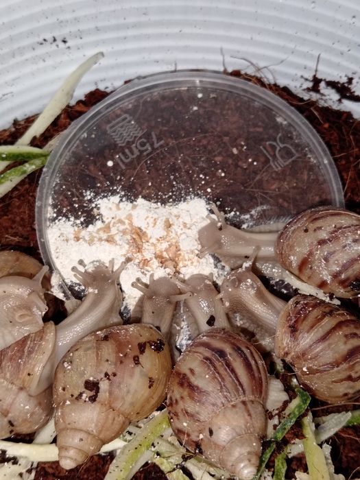 Улиткалар сотувда