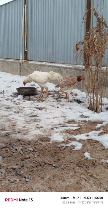 Продам дакан март