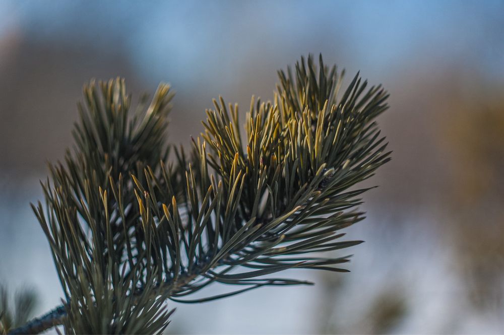 Nikon d70s с обективом helios