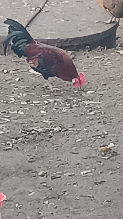 Vând cocoși rasă pitică