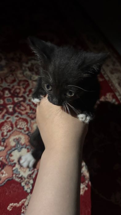 маленький котёнок , пол:ж