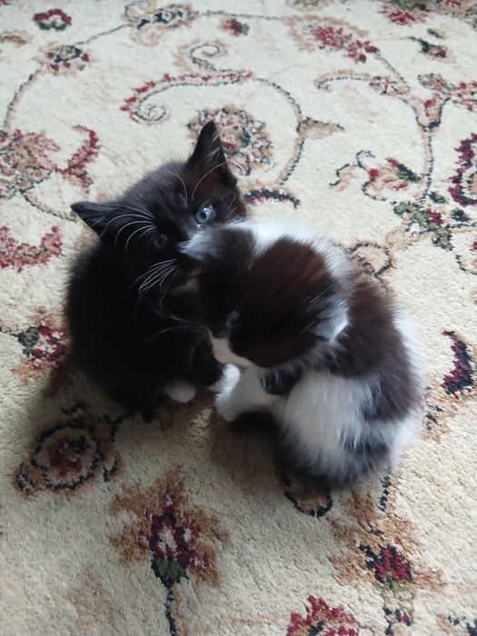 Отдам котят бесплатно