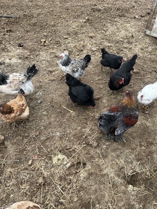 Домашние куры несушки Шымкент