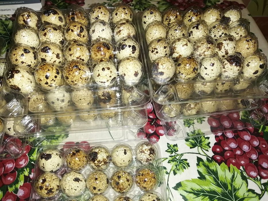 Яйцо перепелиное