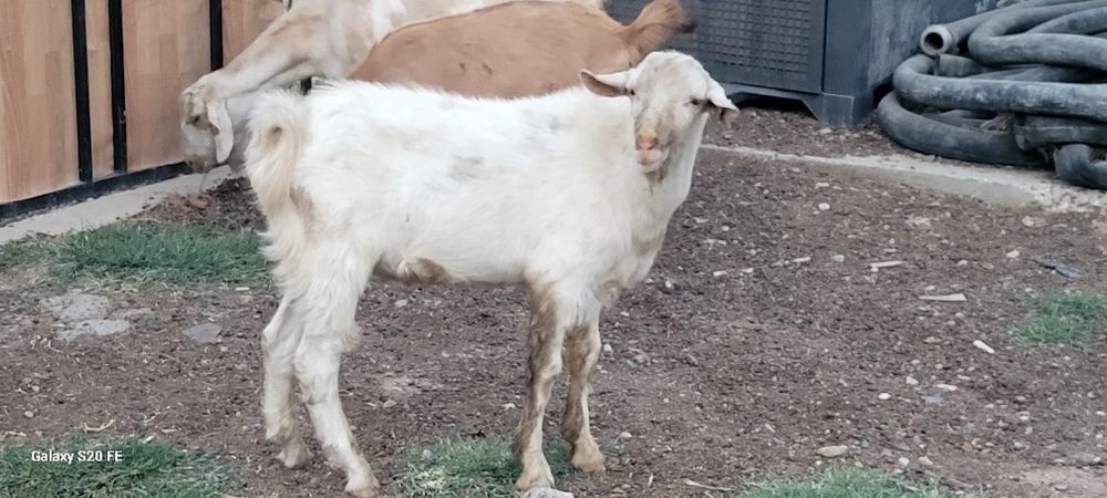 Текелер сатылады