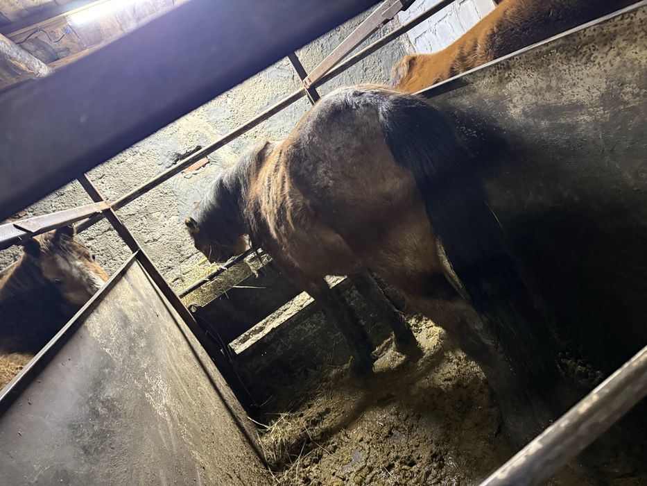 Байтал две головы