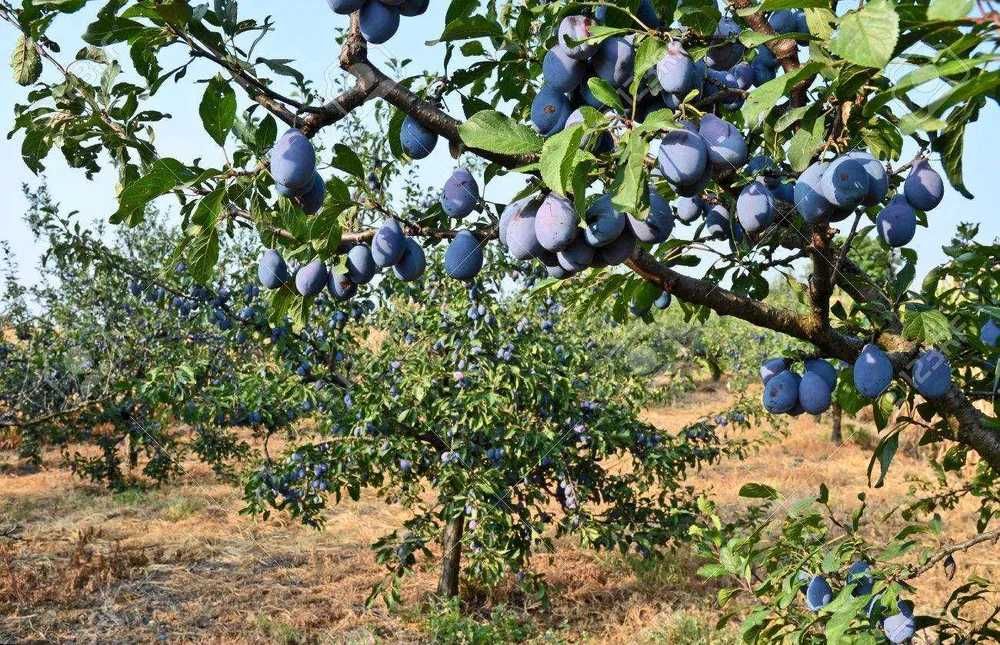 Vand Prune pentru Tuica si Palinca