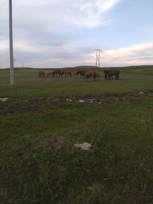 Продам лошадей, тай, байтал, кунан, бие.