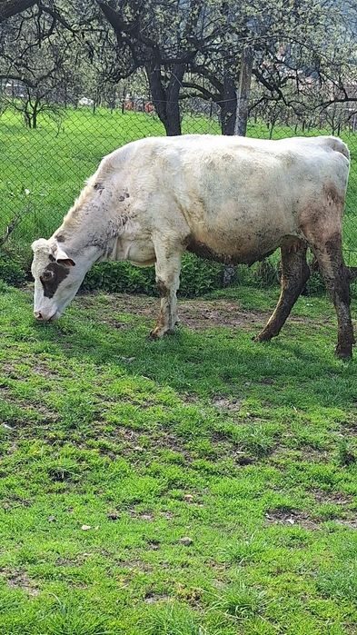 Vând două vaci holstaien