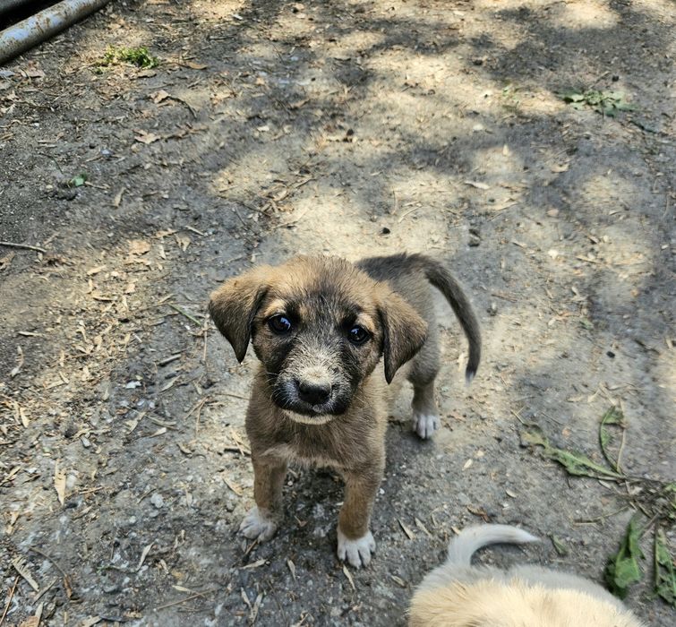 Щенята Алабая 1.5 месяца