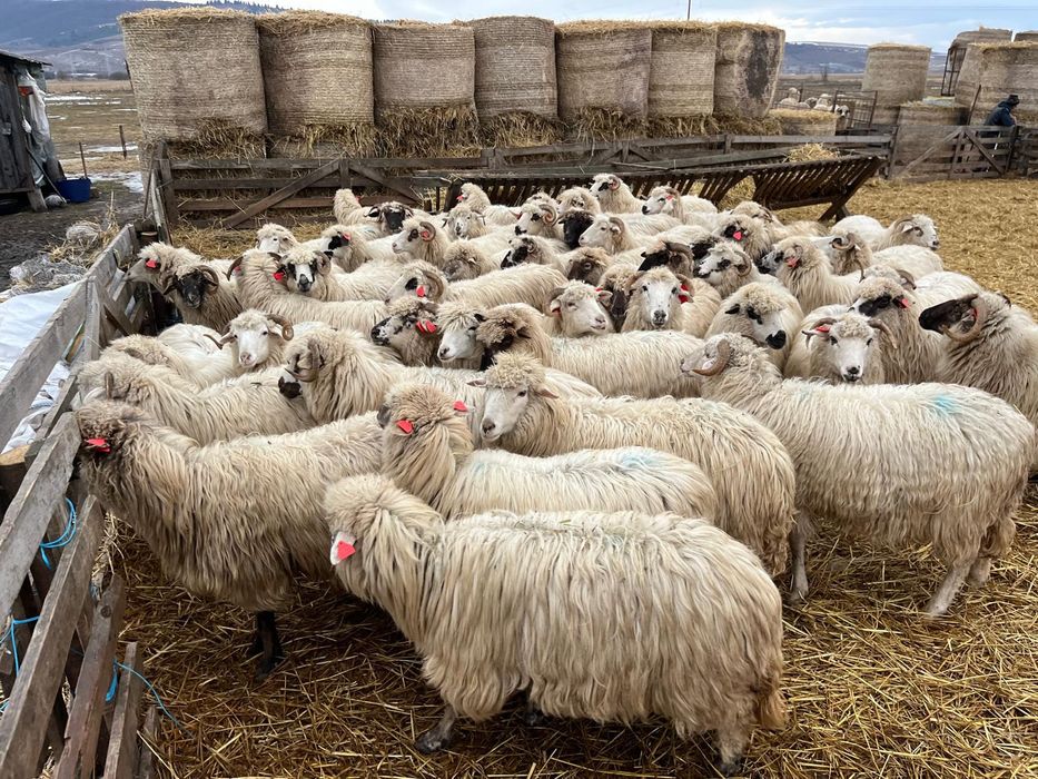 Oi țurcane de vanzare