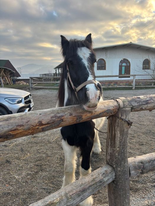 Armăsar Gypsy Vanner