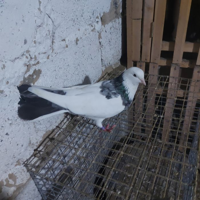 Мрамор шейка самка плодный