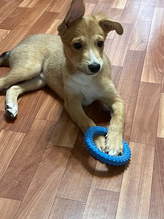 Отдам щенка в добрые руки