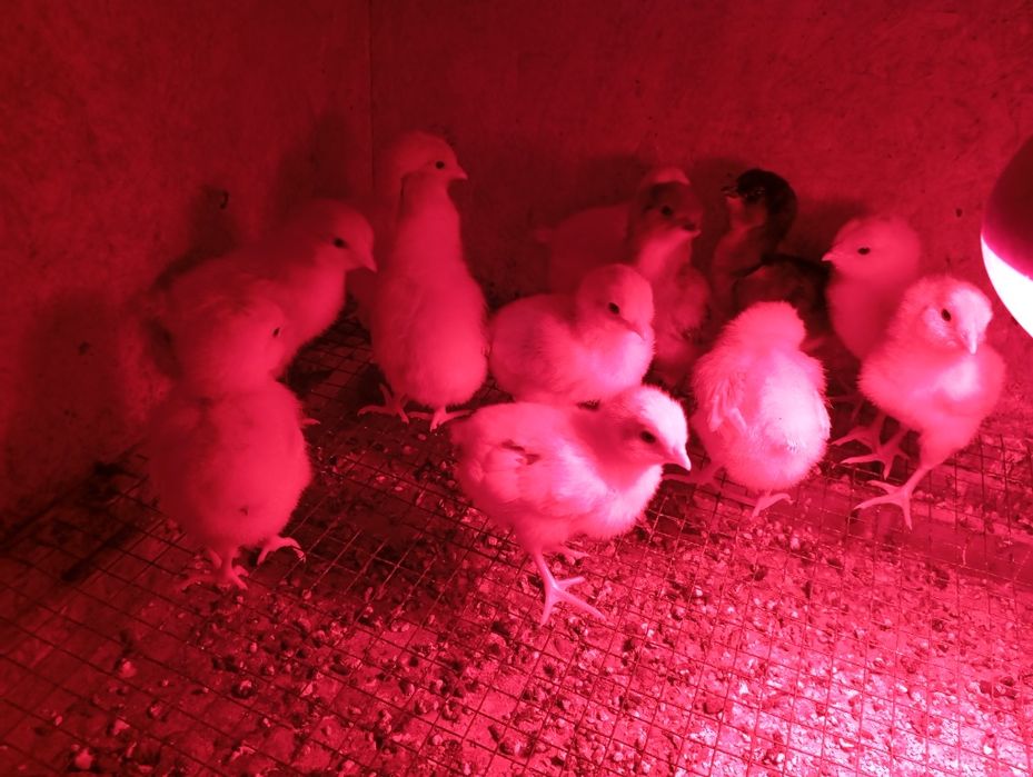 Pui de Araucana și Ameraraucana