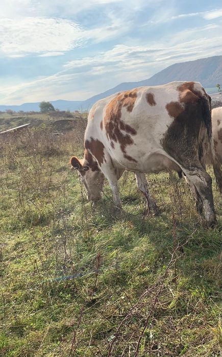 Vând vacă bălțată