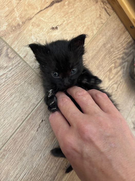 2 negriciosi mititei