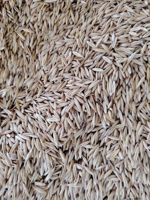 Vând Ovăz producție 2025