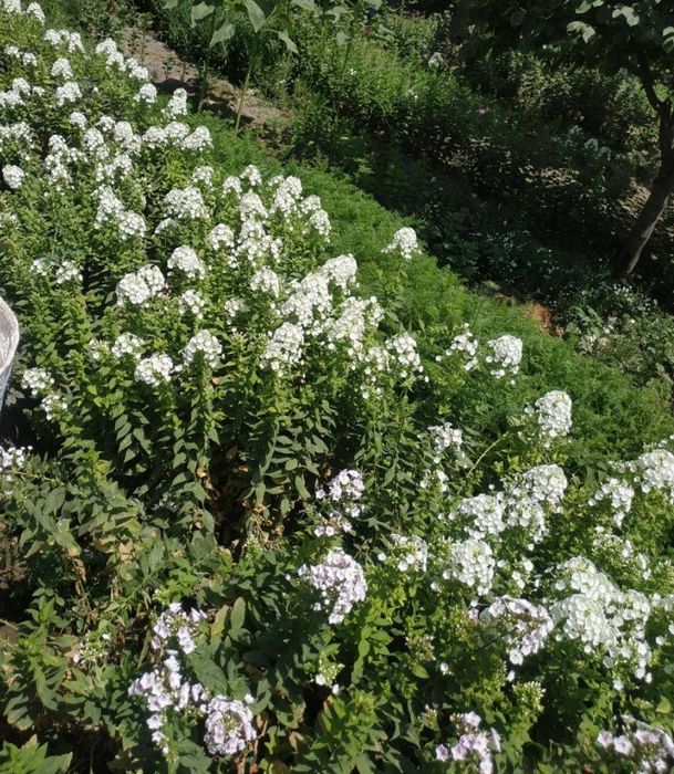 Флокс гуллари сотувда бор