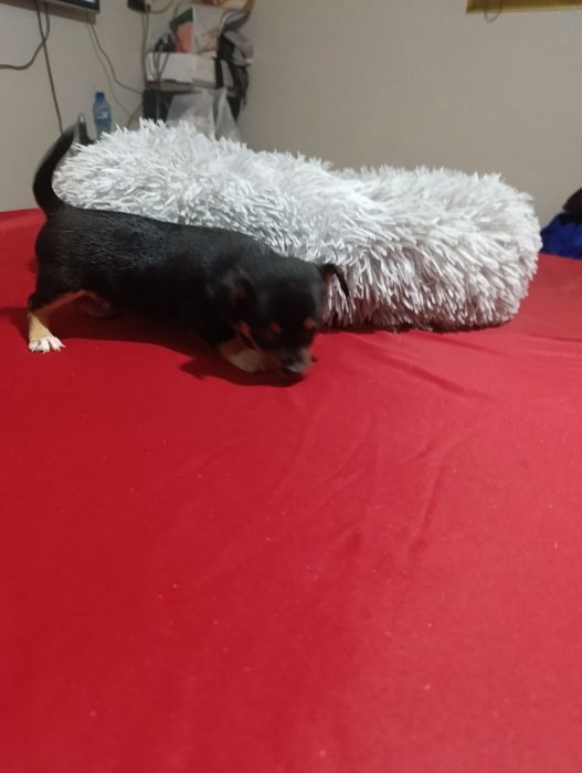 Пинчери момче и момиче