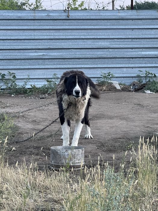 Алабай 3 года кобель
