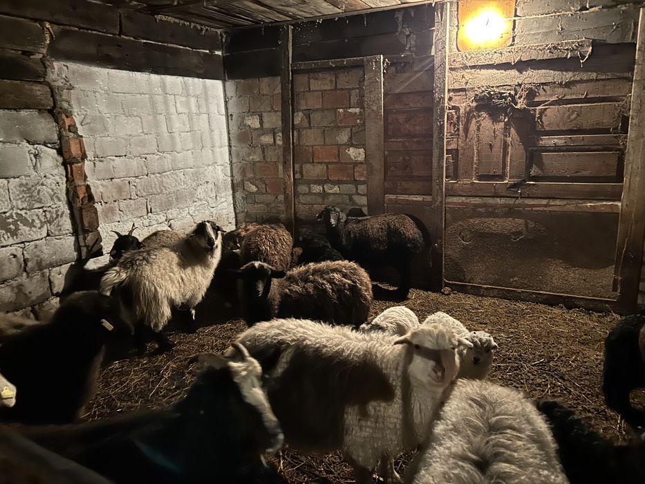 Продам коз