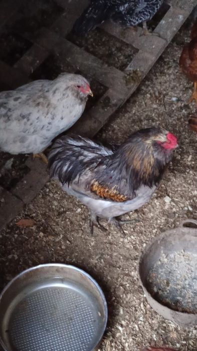 Vând 1 cocos și 5 gaini aurocana.