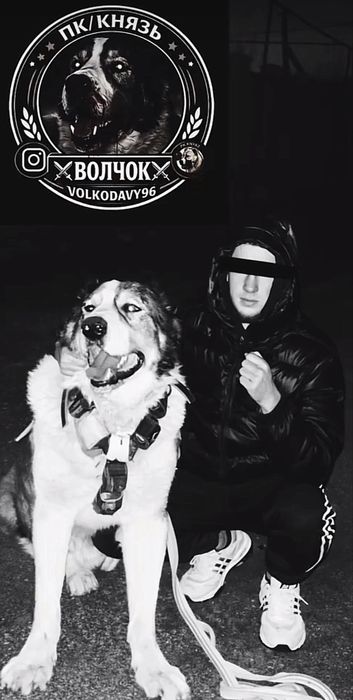 Вязка кобель.       .