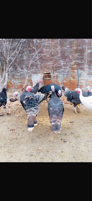 Күркетауықтар сатылады.