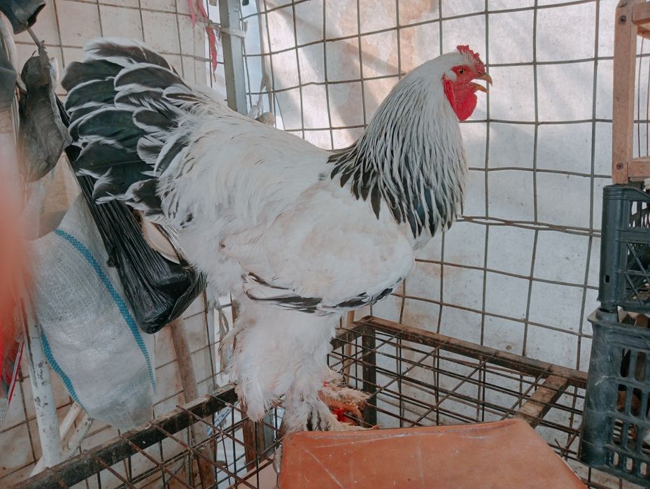 Xoʻroz tovuqlar sotiladi