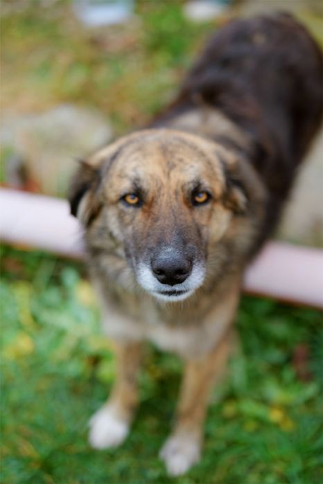 Căței frumoși caută oameni frumoși