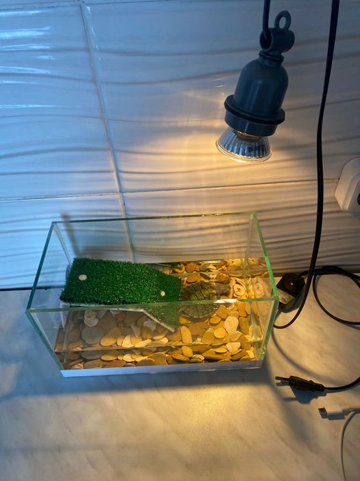 Продам черепашку с аквариумом