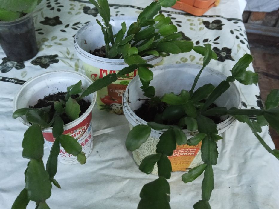 Продаю комнатные цветы