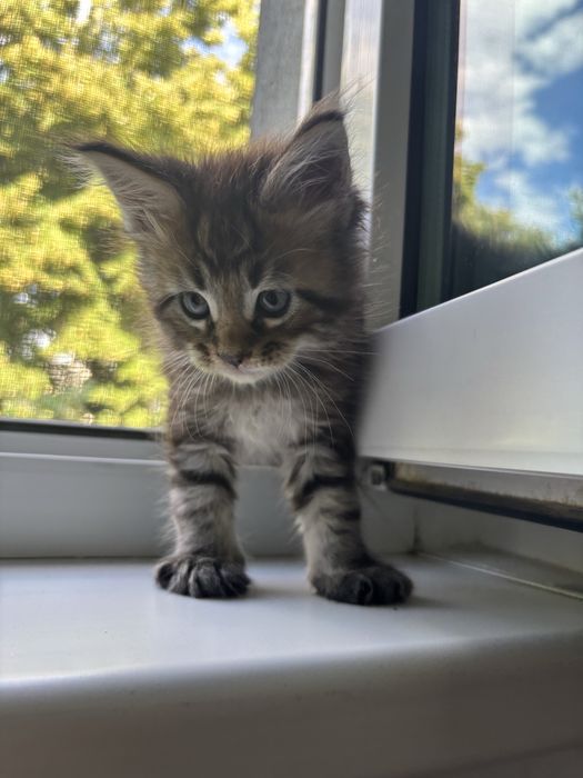 Baietel MAINE COON disponibil