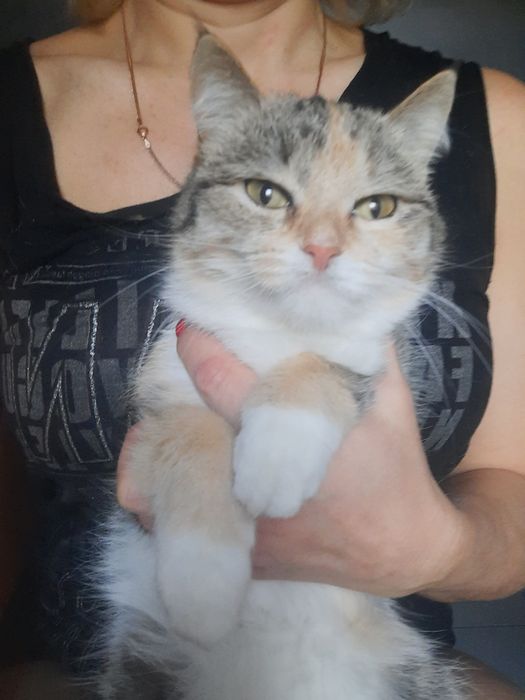 Стерилизованные  КОШЕЧКИ