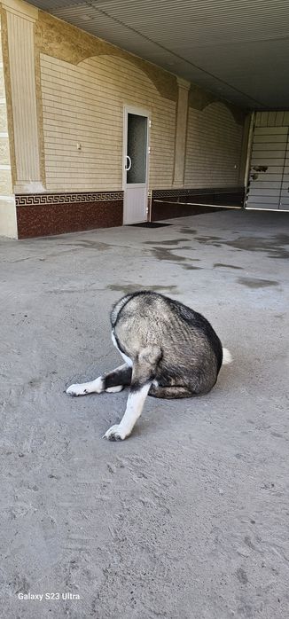 собака Американская акита