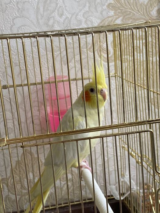 Папугай Корелла жёлтого цвета