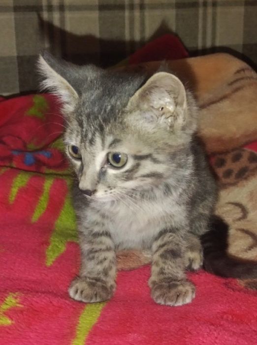 Котенок мальчик 2 месяца