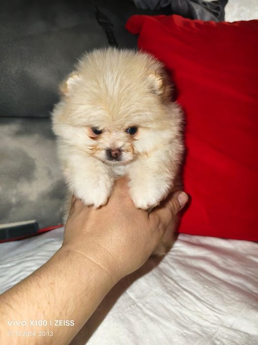 Продам щенков породы шпиц