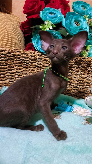 Ориентальные котята ( бронь и готовые )