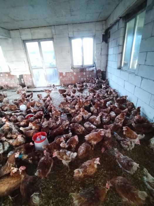 Gaini de ouat crescute la sol si natural