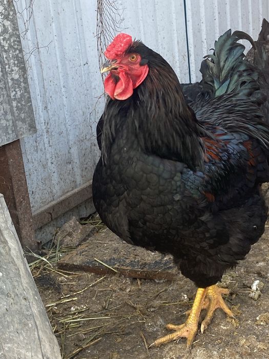 Продам молодых петухов