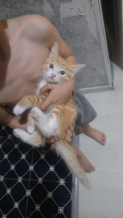 Котята на продажу
