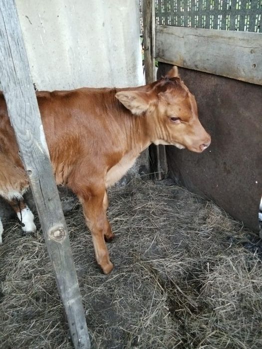Продам два бычка