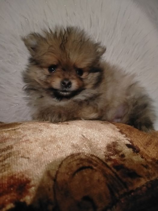 Пр.щенков мини шпица девочка и мальчик 1 мес