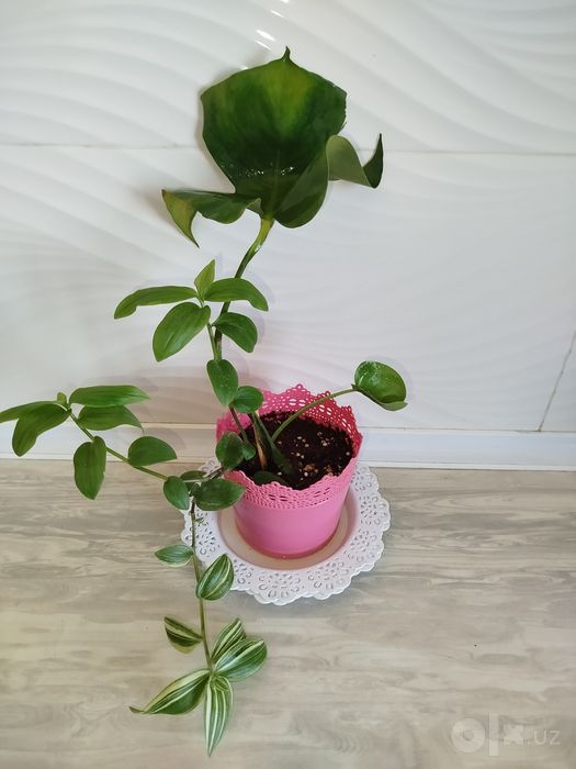 Monstera Delitsioza detkasi