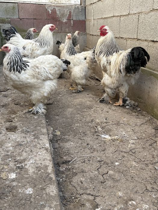 Продам семья 5 куры 1 петух